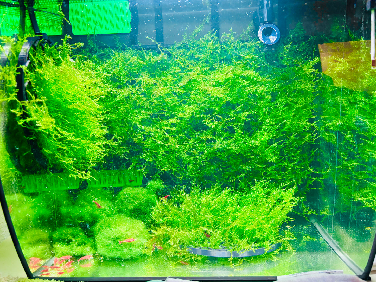 Moss Wall for Fluval Flex 34L/57L (9/15 Gallon) Aquascape  Net Panel